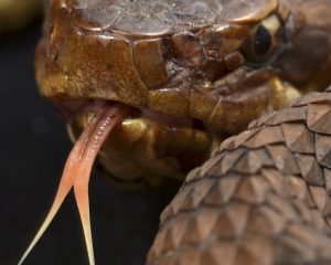 Der Kopf einer Schlange mit einer gespaltene Zunge ist von sehr nahe zu sehen.