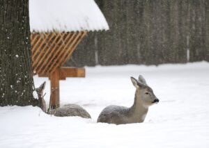 Zwei Rehe stehen an einem Unterstand. Es liegt tiefer Schnee.