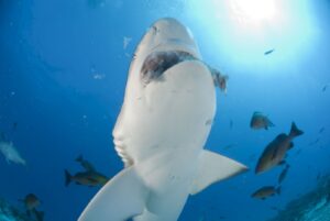 Ein weißer Hai ist von unten her zu sehen. Über ihm schwimmen viele andere Fische. 