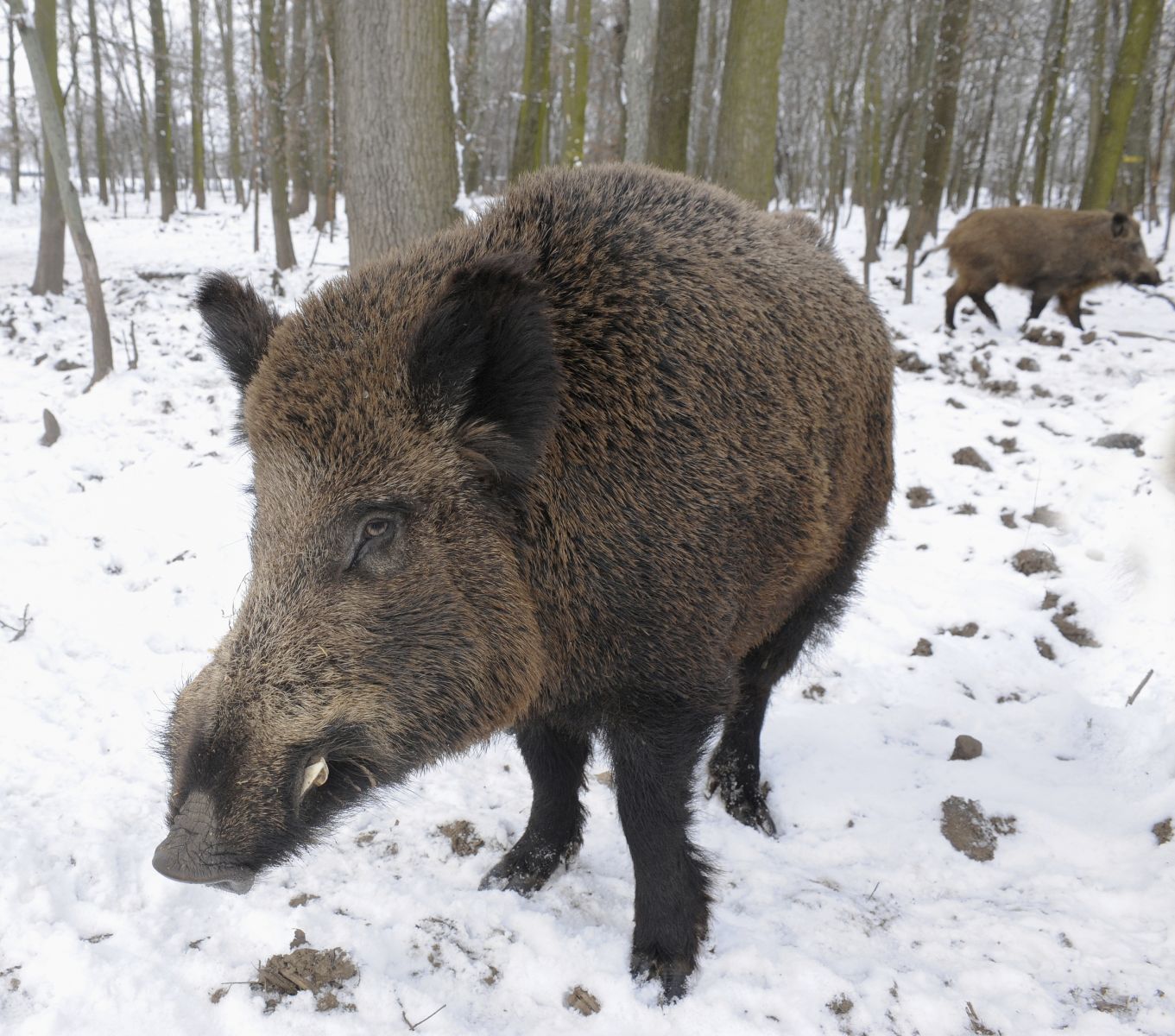 Ein Wildschwein geht durch einem Winterwald. Ein zweites Wildschwein ist weit hinter ihm zu sehen.
