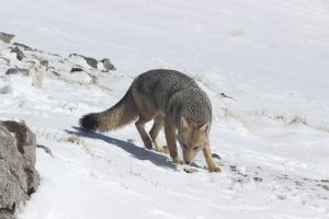 Ein Fuchs hat sein Winterfell. Er sucht den Schnee mit seiner Nase ab.