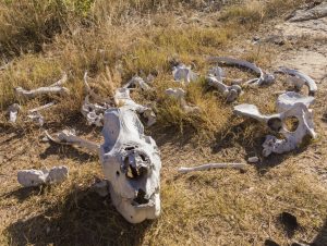 Skelettknochen von Wildtieren liegen auf einem Haufen.