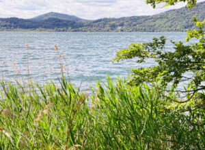 Man sieht vom Ufer her einen See in der Eifel.