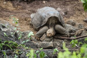 Lonely George, die letzte Riesenschildkröte auf der Insel Pinta. 