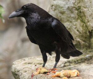 Ein Rabe ist von nahe her fotografiert. Er steht auf einem grauen Felsen. Neben ihm liegen zwei tote Küken.