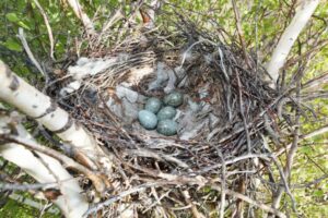 Ein Nest mit Rabeneiern liegt auf einem kleinen Baum.