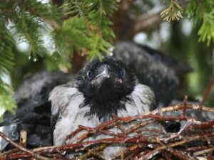 Ein Rabenküken sitzt in einem Nest.