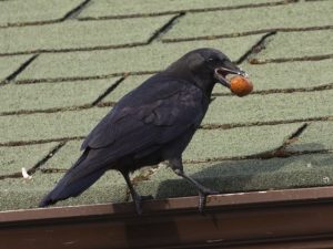 Ein Rabe sitzt auf einem Dach. Er isst eine Nuss.