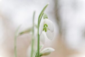 Ein kleines Schneeglöckchen ist von sehr nahe her zu sehen. Sie hat eine weiße Blüte.