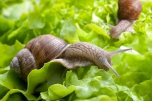  Zwei Schnecken fressen einen Salat. 