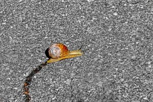 Eine Schnecke kriecht mit ihrer Schleimspur über eine graue Straße.