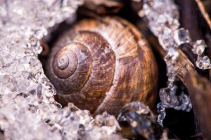 Das Gehäuse eine Schnecke.  