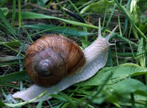 Eine Schnecke kriecht über eine Wiese.