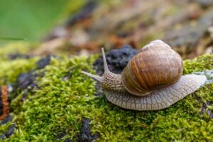 Eine Schnecke kriecht über grünes Moos.