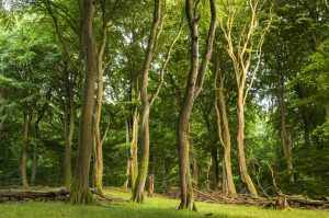 Ein Buchenwald: Dekobild für Material für Deutsch als Fremdsprache zum Thema Wald im Klimawandel