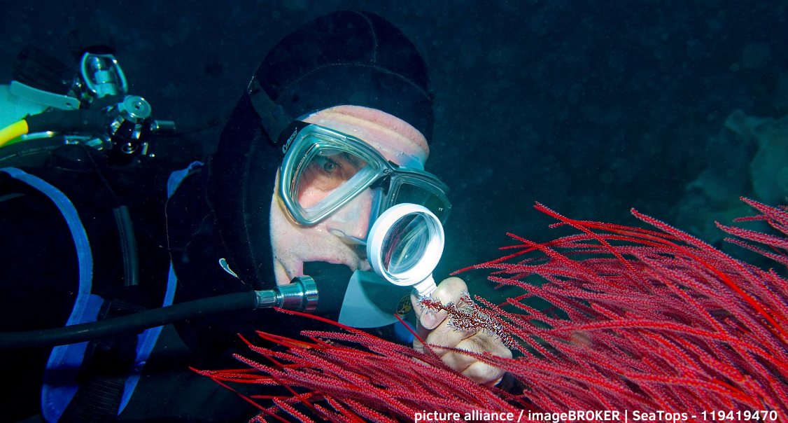 Ein Taucher im schwarzen Neoprenanzug betrachtet unter Wasser eine Koralle mithilfe einer Lupe.