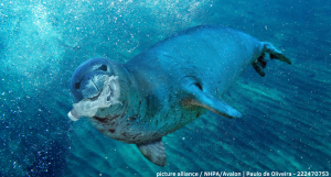 Eine Robbe ist unter Wasser von der Seite fotografiert, sodass der ganze Körper sichtbar ist. Sie hält eine Plastikflasche im Mund.