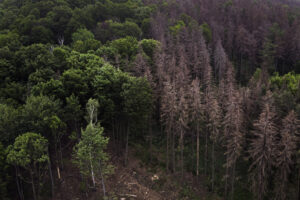 Waldsterben: Dekobild für Material für Deutsch als Fremdsprache zum Thema Wald im Klimawandel