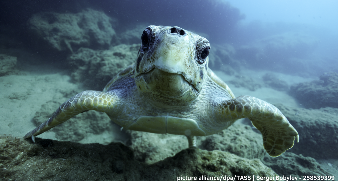 Eine Schildkröte ist von vorne unter Wasser fotografiert. Dahinter befindet sich ein schlammiger Meeresgrund.