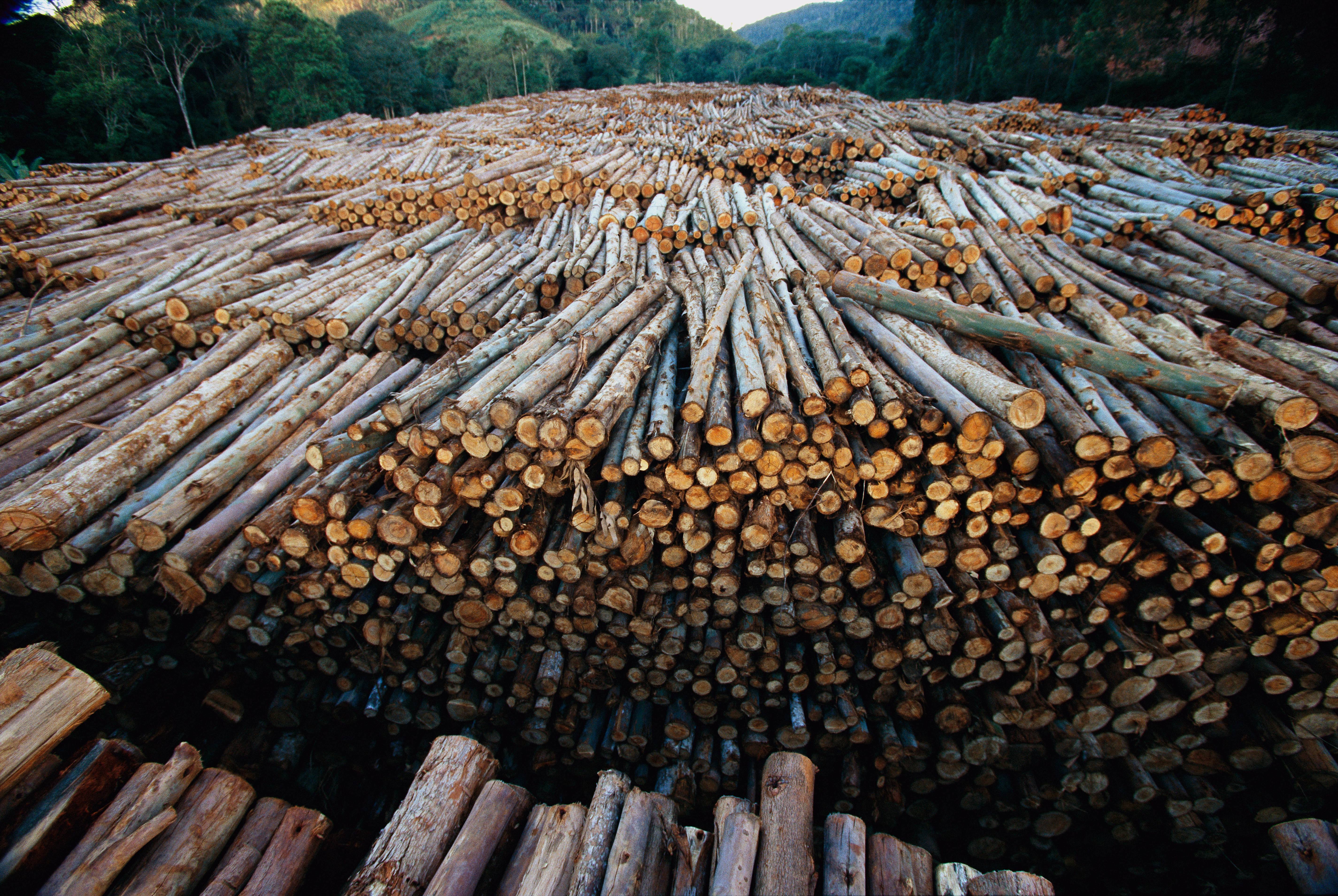 Gefällten Baumstämme: Dekobild für Material für Deutsch als Fremdsprache zum Thema Wald im Klimawandel