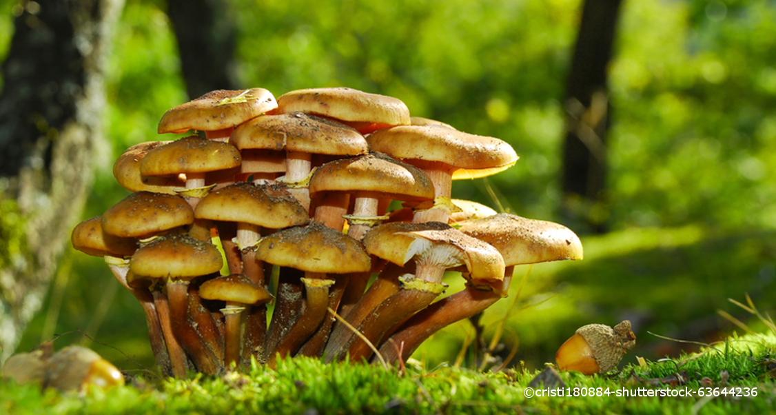 Eine große Gruppe von dichtgedrängten, hellbraunen Pilzen wachsen im Wald.