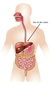 Bei einem Modell eines Mannes sind die Verdauungsorgane im Inneren zu sehen. Das soll die Funktion der Leber erklären.