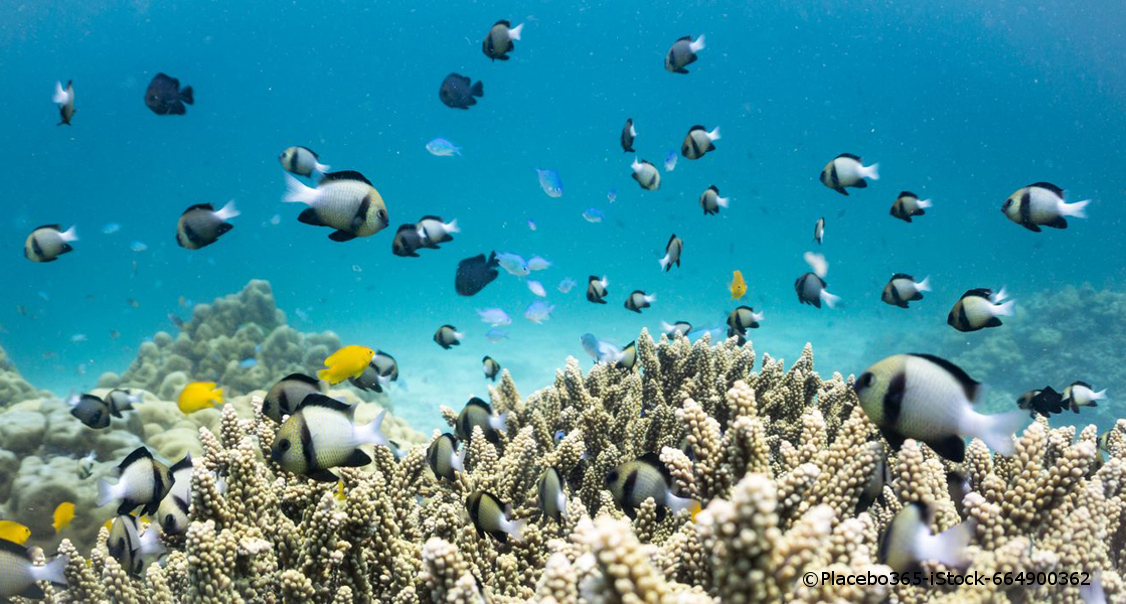 Ein Schwarm weiß, schwarz und gelber Fische schwimmen neben einigen Pflanzen an einem Riff.