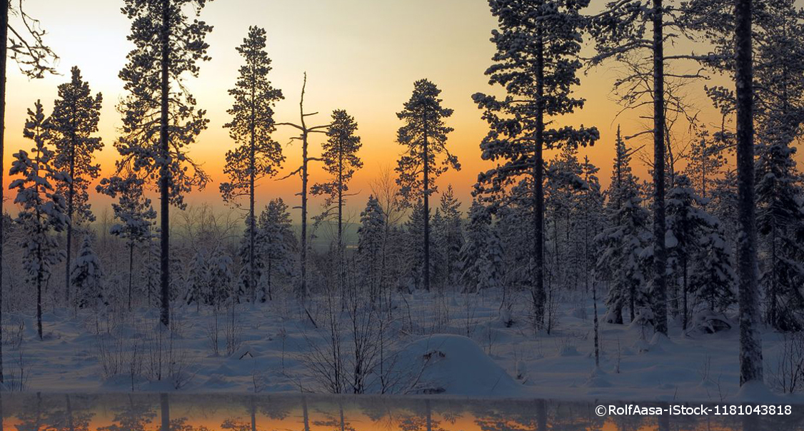 Winterlicher Wald im Sonnenuntergang und Schneedecke