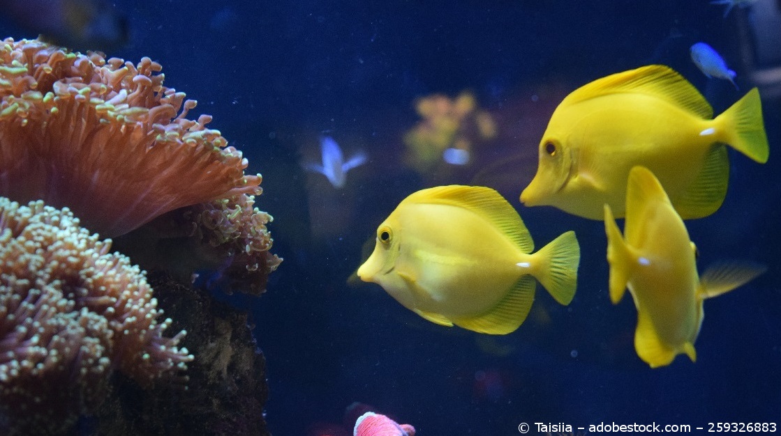 Gelbe Fische schwimmen in einem schwarzen Unterwasser an Korallen vorbei.