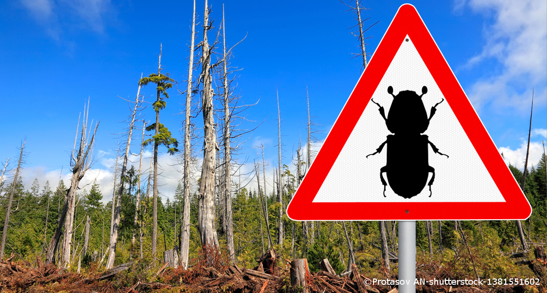 Rechts im Vordergrund steht ein Warnschild, das einen Borkenkäfer abbildet. Im Hintergrund stehen kranke Bäume.