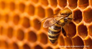 Eine Honigbiene klettert in eine Wand von Waben.