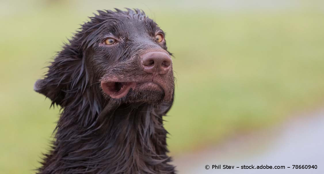 Ein schwarzer Flat Coated Retriever von vorne. Der Körper ist unterhalb des Halses nicht mehr zu sehen.