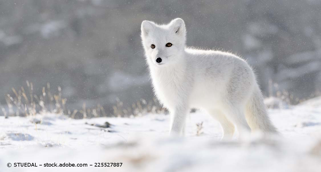 Ein weißer Polarfuchs geht durch ein schneebedecktes Feld.