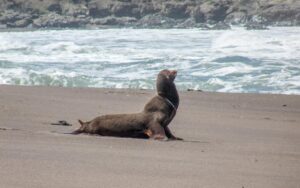 Zwei Robben liegen am Strand. 