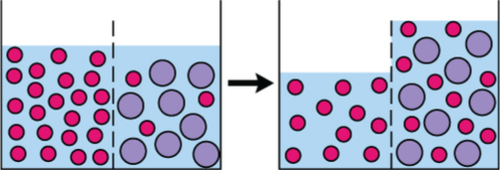 Auf einer Grafik diffundieren rote Wasserteilchen zu den blauen Salzteilchen auf der anderen Seite eines Behälters.