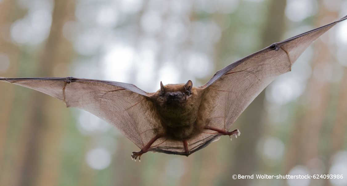 Eine Fledermaus fliegt mit weit gespreizten Flügeln.