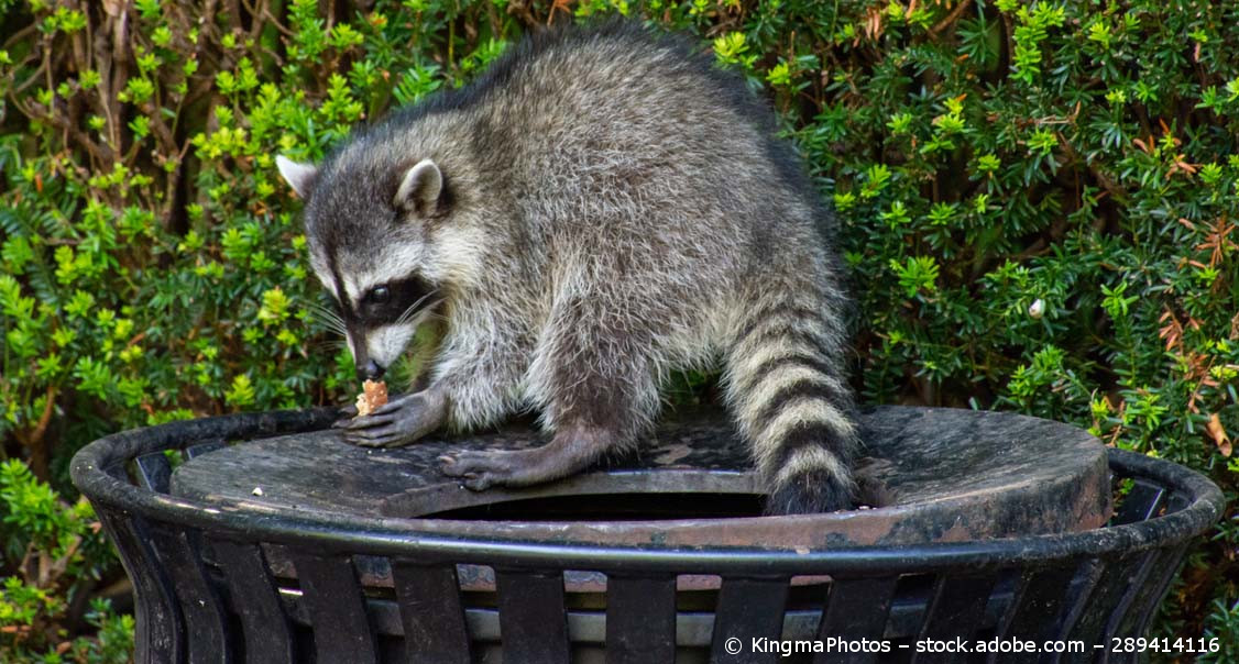 Ein Waschbär sitzt auf einer Mülltonne. Er isst eine weggeworfene Frucht.