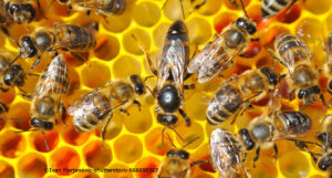 Zahlreiche Bienen klettern auf Waben herum.