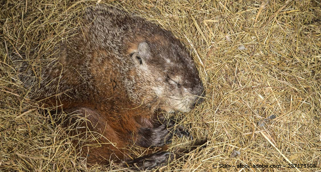 Ein Igel schläft zusammengerollt auf einem Heuhaufen.