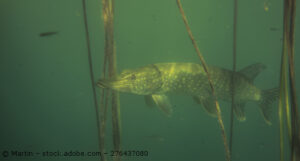 Ein Fisch schwimmt durch ein trübes Seewasser.