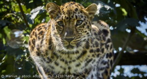 Ein Amur-Leopard sitzt auf einem Baum. 