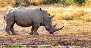 Ein Nashorn steht auf einer trockenen Wiese