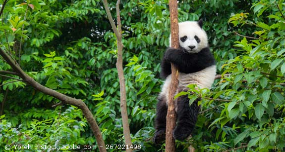 Ein Panda sitzt auf einem kleinem Baum.