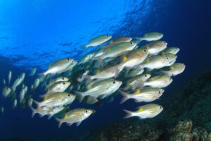 Ein Schwarm von Fischen schwimmt knapp unter der Wasseroberfläche.