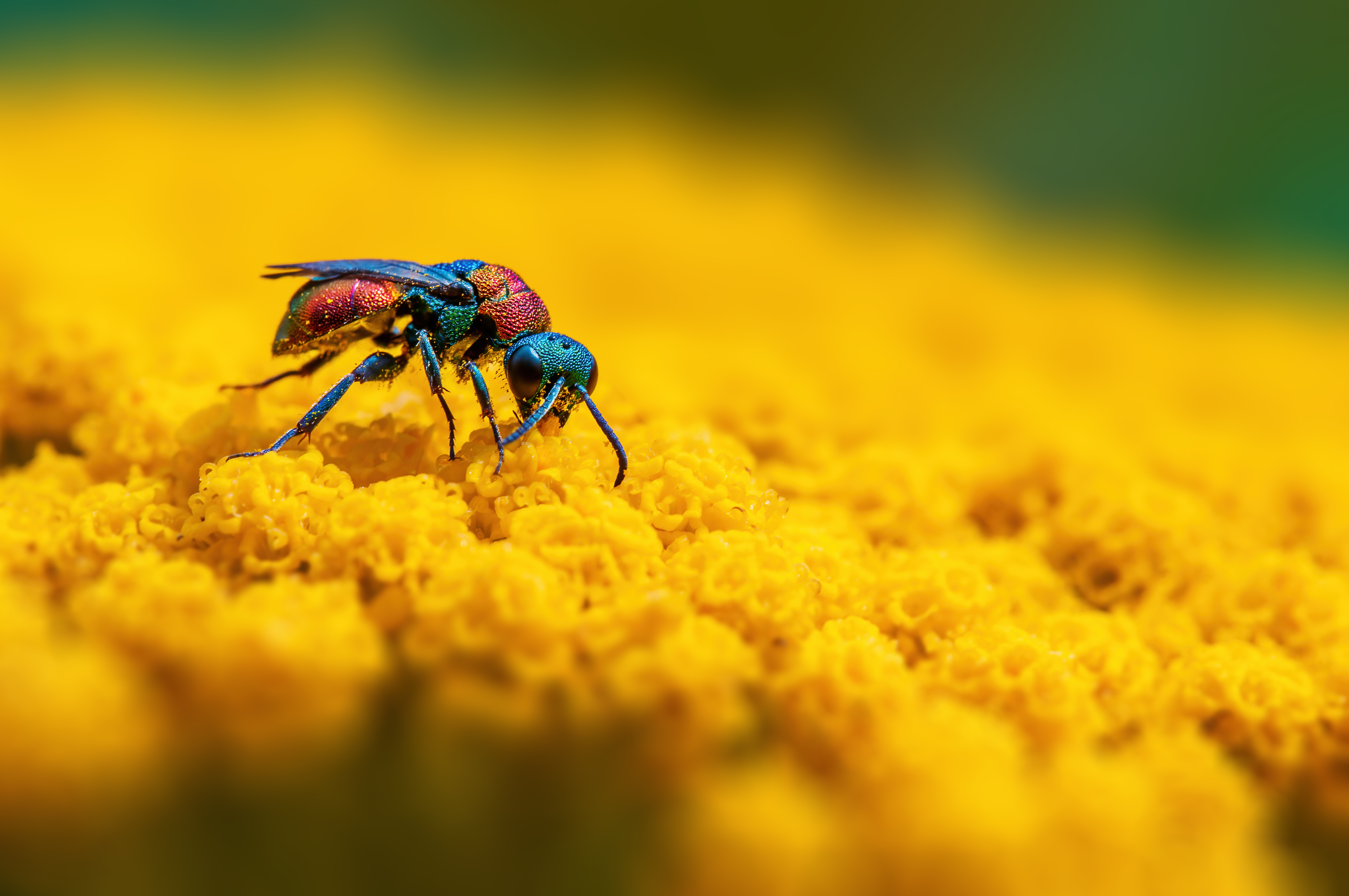 Ein Goldwespe: Auch sie ist vom Insektensterben und dem Rückgang der Biodiversität betroffen.