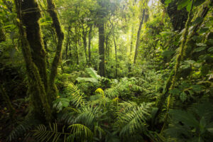 Blick in den Regenwald in Costa Rica, der die Biodiversität unserer Erde mit sichert.