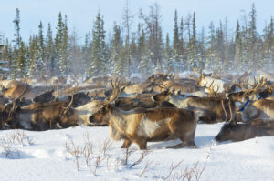 Ein Lebensraum der Erde: Eine Rentier-Herde in der Tundra.