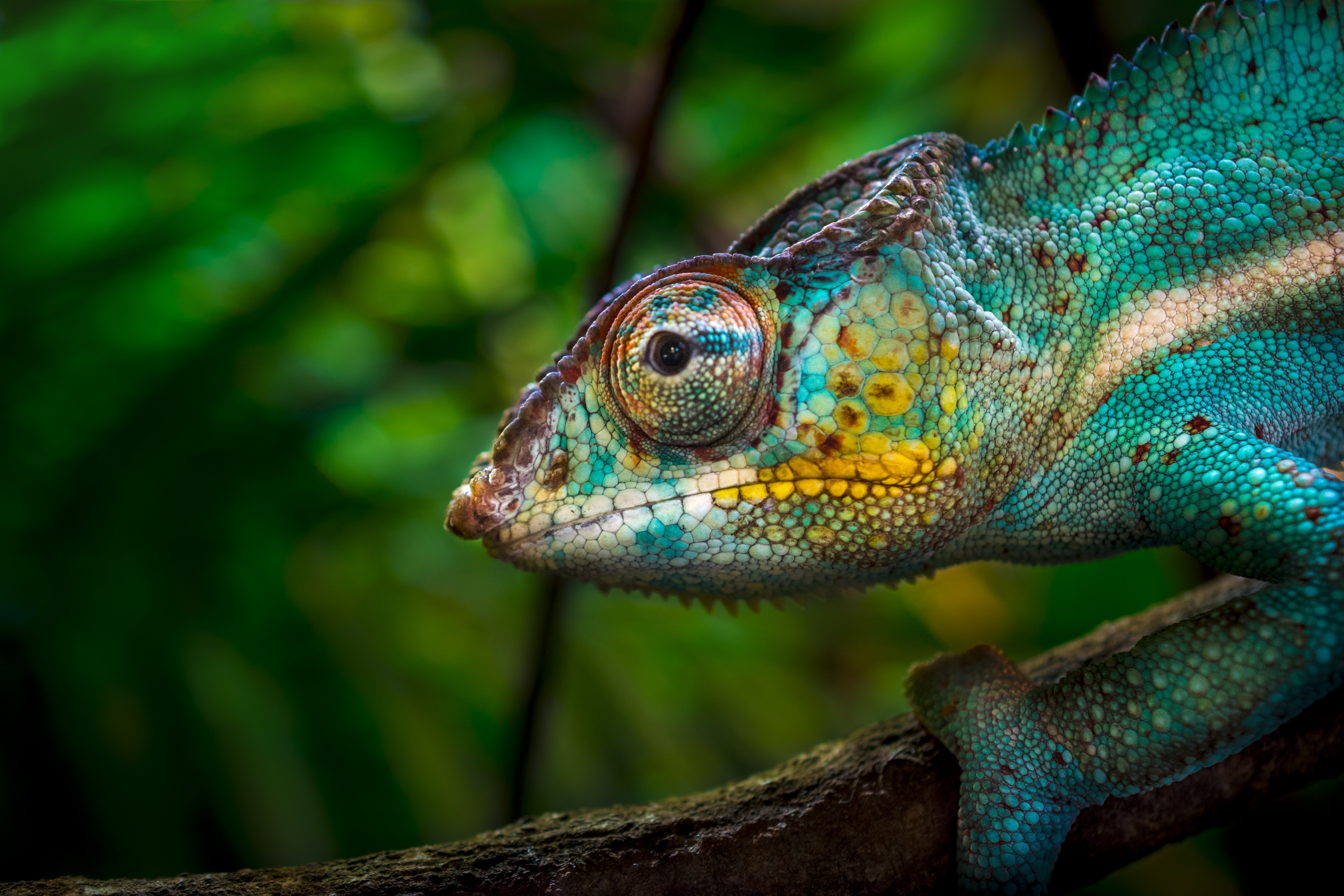 Biodiversität (=Artenvielfalt) in Gefahr: Auch Reptilien sind vom Artensterben betroffen.