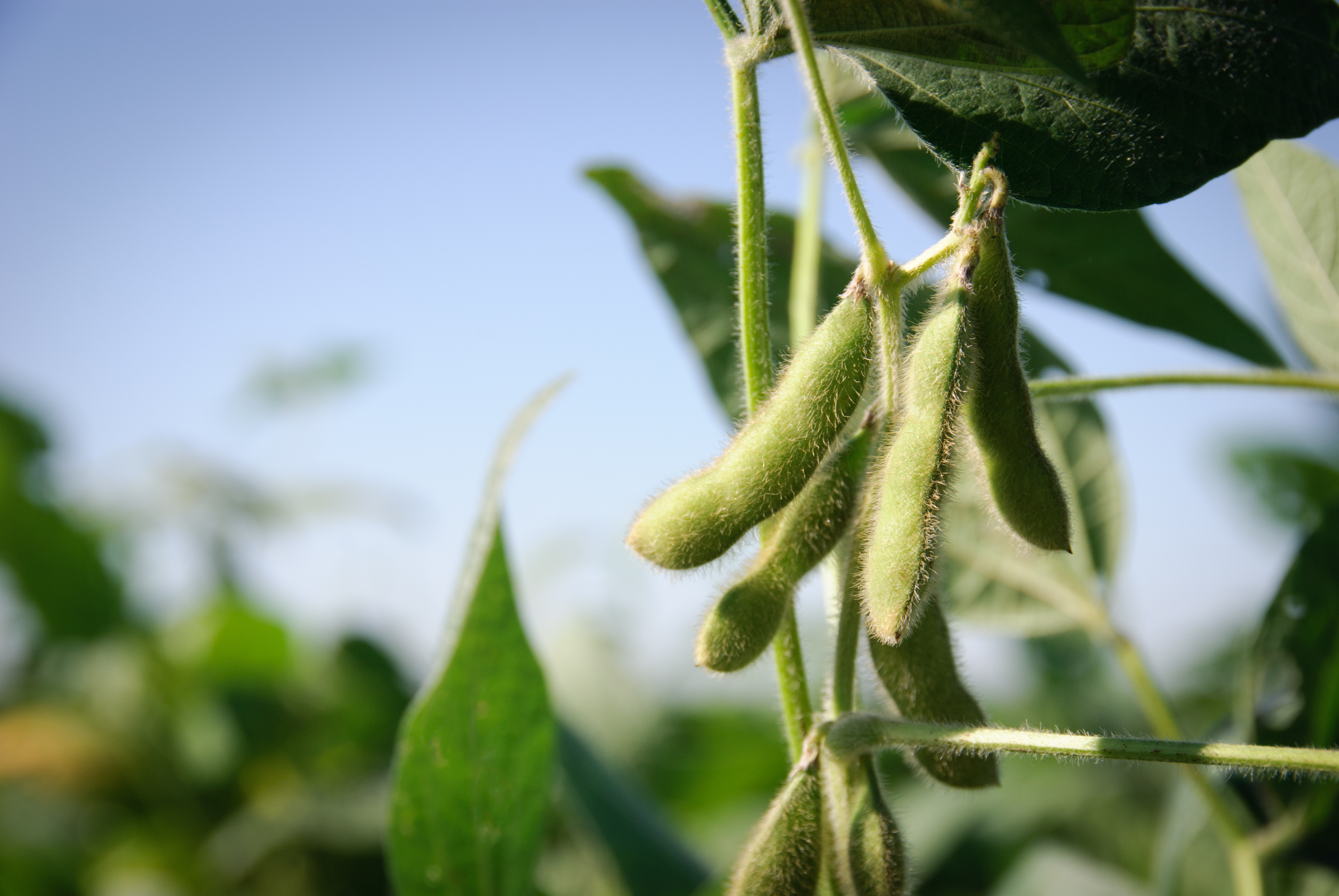 Soja gegen Hunger